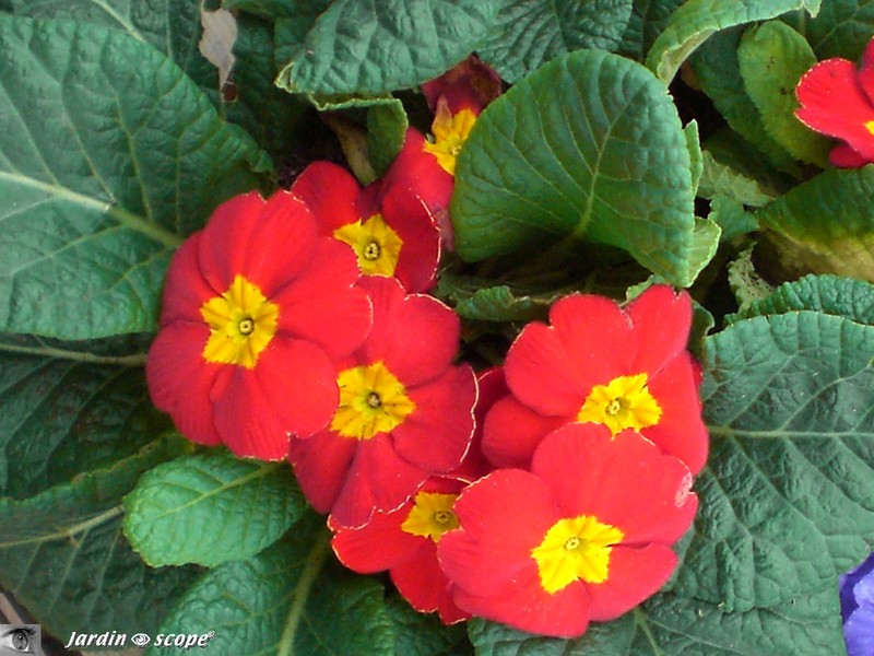 راهنمای نگهداری و پرورش گل و گیاهان زینتی - گل پامچال هورتنسیس